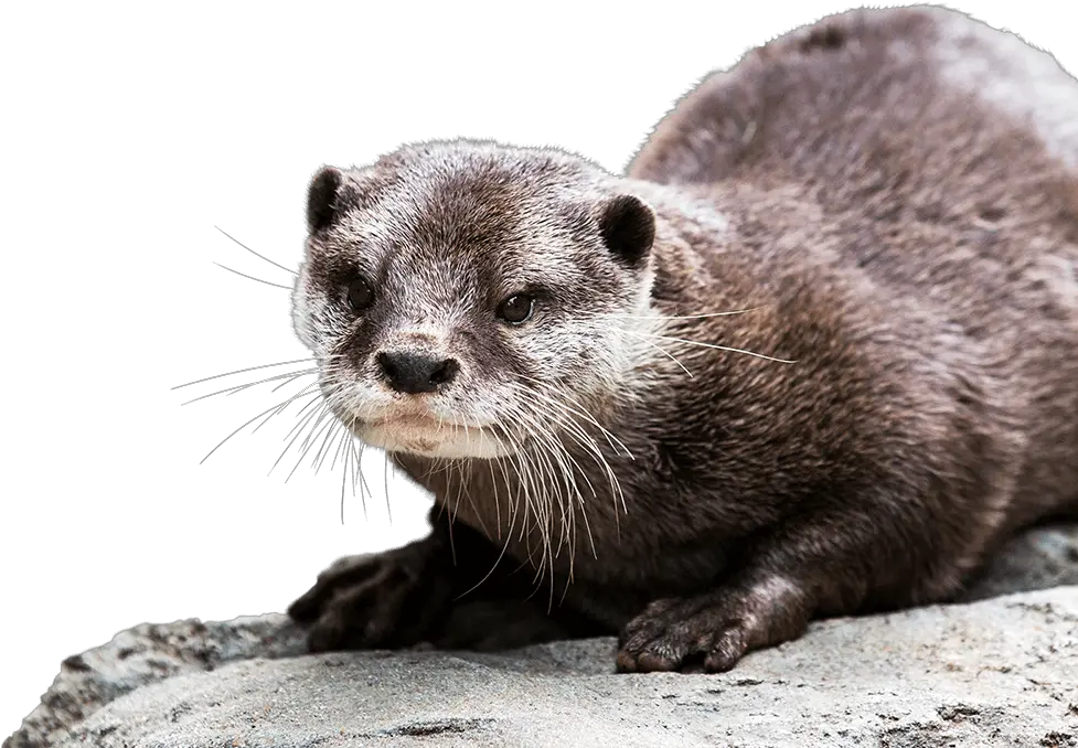 Otter Background Png Asian Small Clawed Otter Png Otter Png