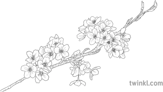 Cherry Blossom Branch Object Plant Flower Hanami Sakura Cherry Blossom Transparent Black And White Png Cherry Blossom Flower Png