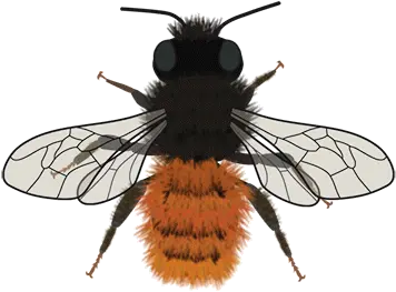 Bee Icons Cc Bync Bartomeus Lab Parasitism Png Bees Icon