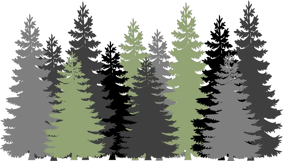 Forest Trees Evergreen Transparent Forest Clipart Png Forest Tree Png