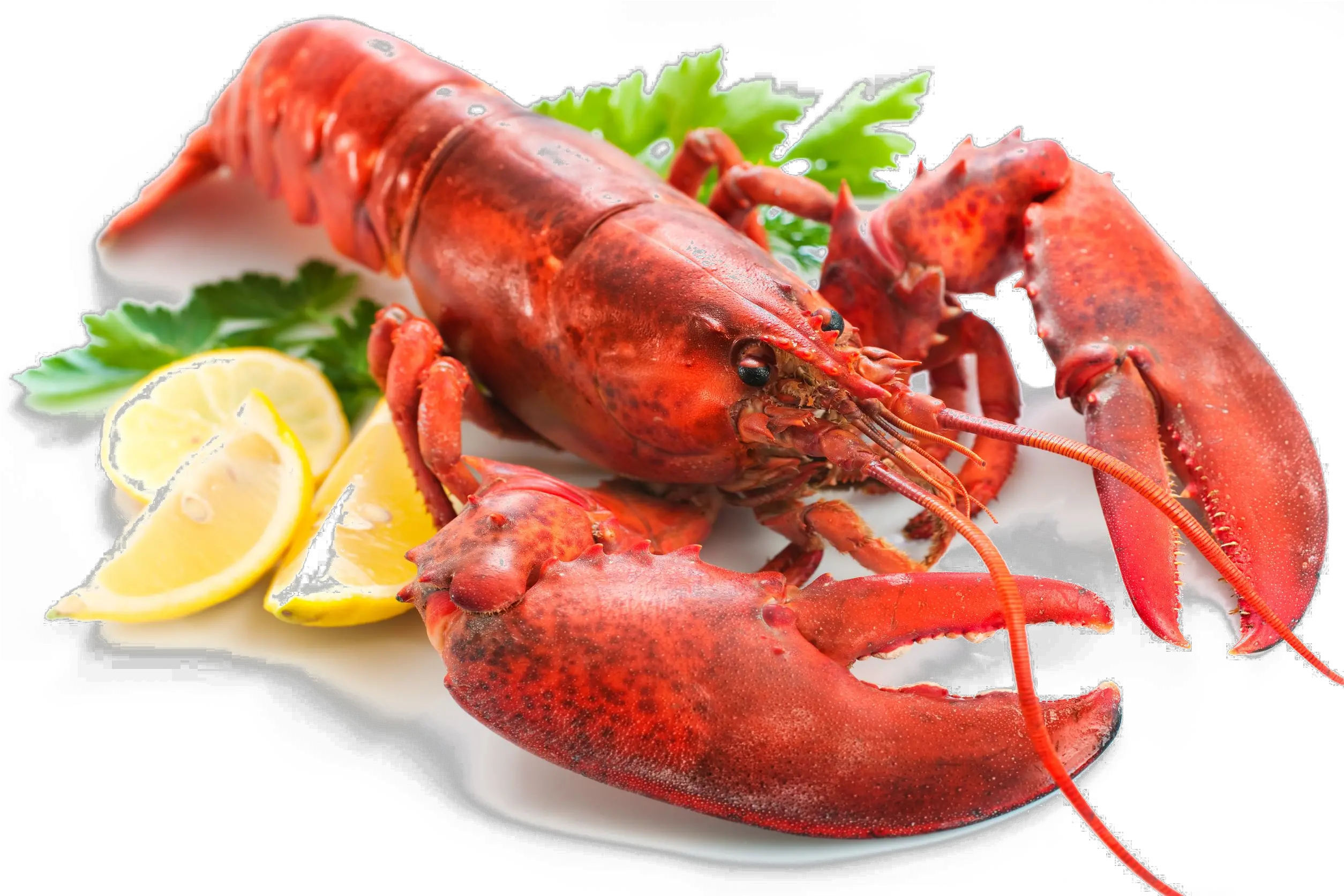 Lobster Transparent Png Imagenes De Langostas De Mar Lobster Png