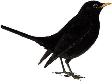 Cute Bird Png Image With Transparent Koyal Png Black Bird Png