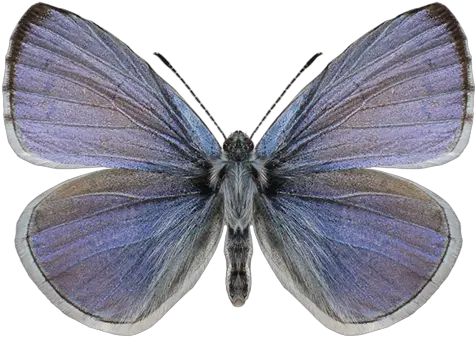 Butterfly Art Shop Usa Common Blue Png Blue Butterflies Png