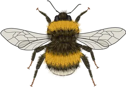 Bee Icons Cc Bync Bartomeus Lab Parasitism Png Bumblebee Icon