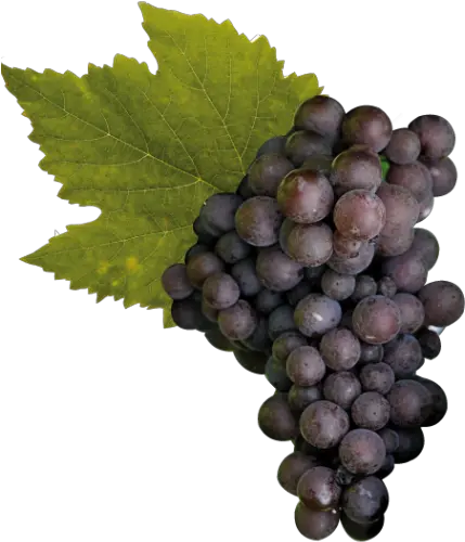 Cantine Ca Baradei Pinot Grigio Pinot Grigio Grape Png Grape Png