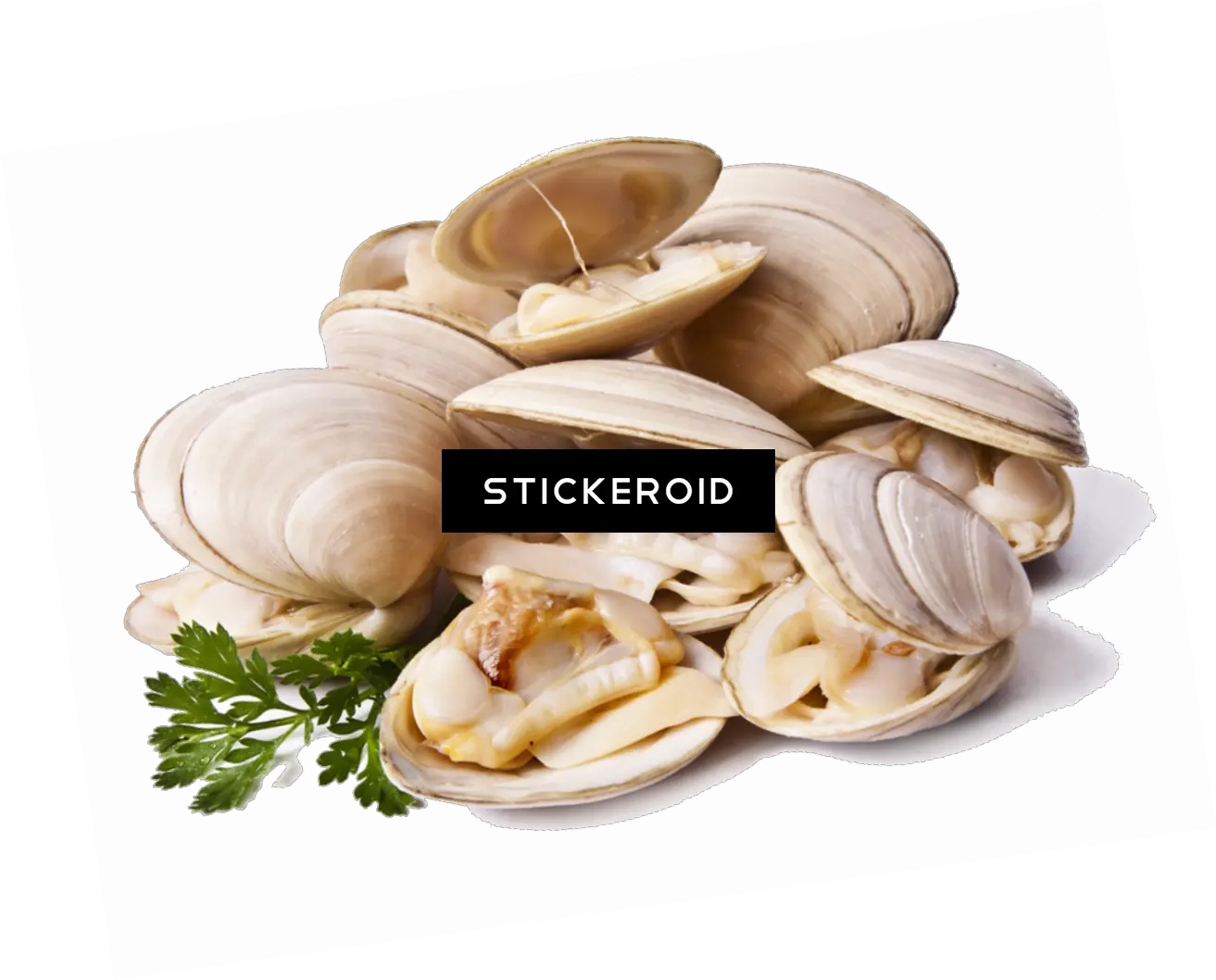 Clams Animals Clam Cloudy Bay Clam Shell Png Clam Png
