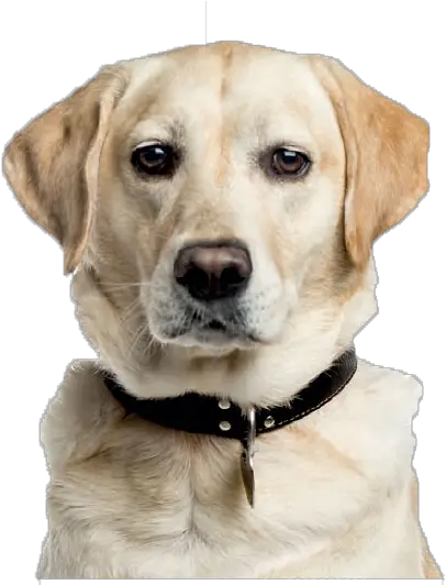 Dogs Png Photo Background