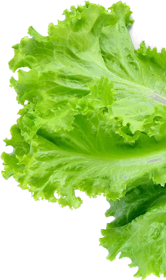 Salmon Footer Lettuce Foote Bottom Transparent Sliced Lettuce Png Lettuce Png