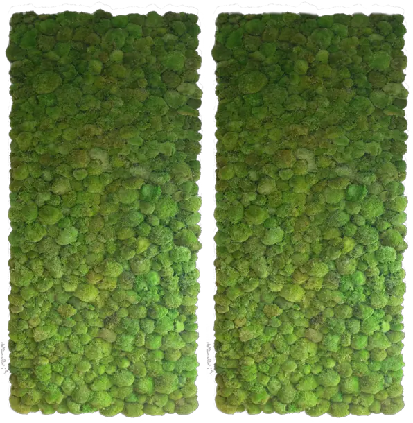 Moss Walls Greenplants Green Wall Texture Indoor Png Moss Png