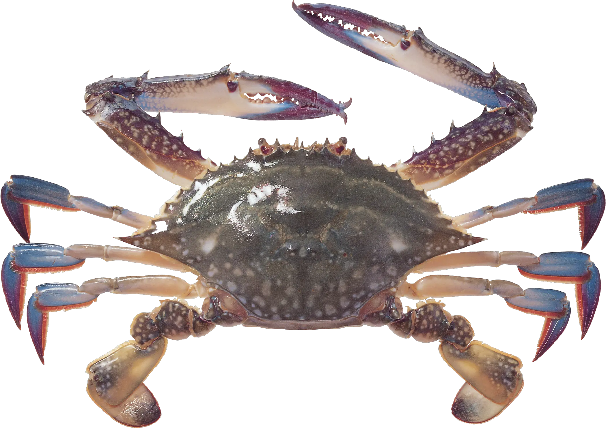 Crab Icon Png Crab Png Crab Transparent Background
