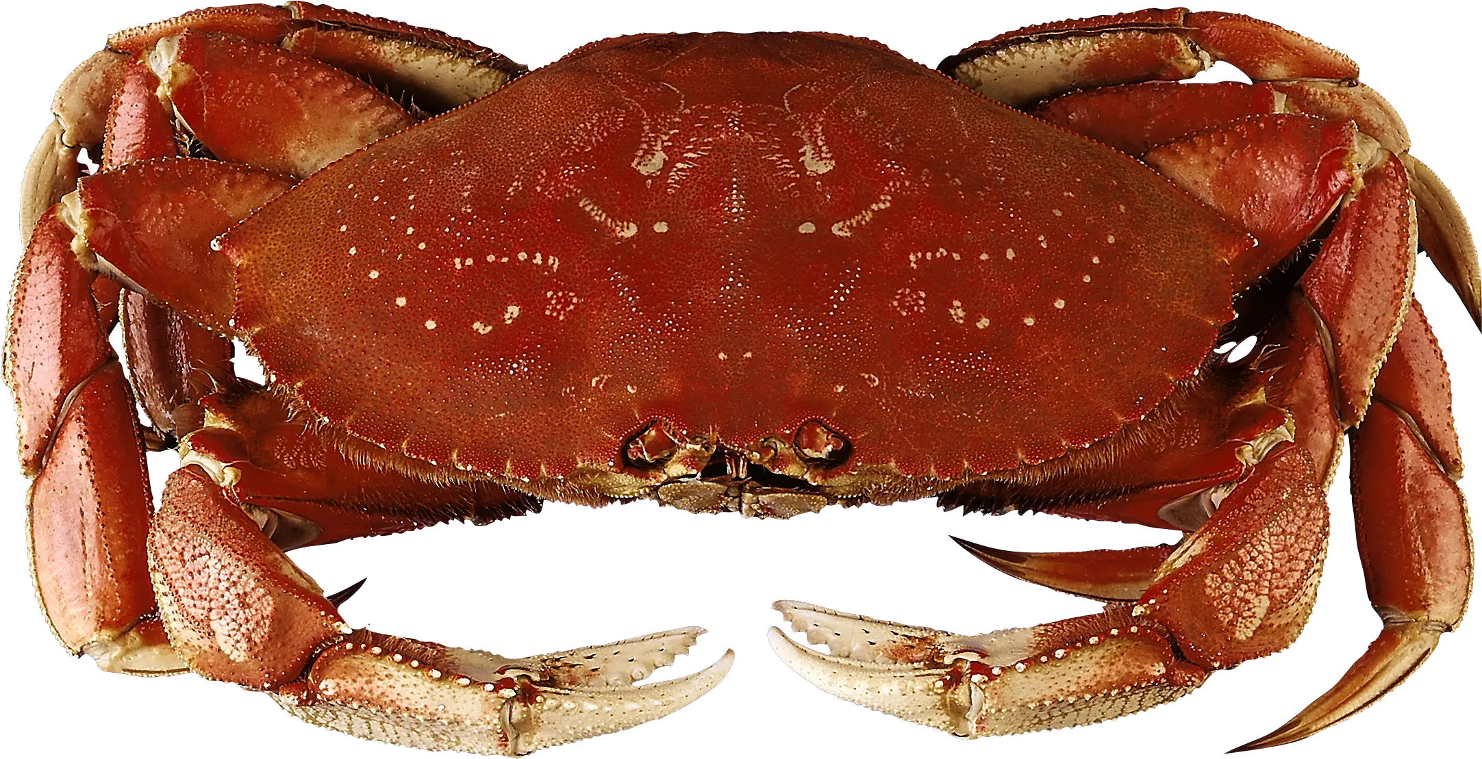Crab Transparent Png File Dungeness Crab Crab Transparent Background