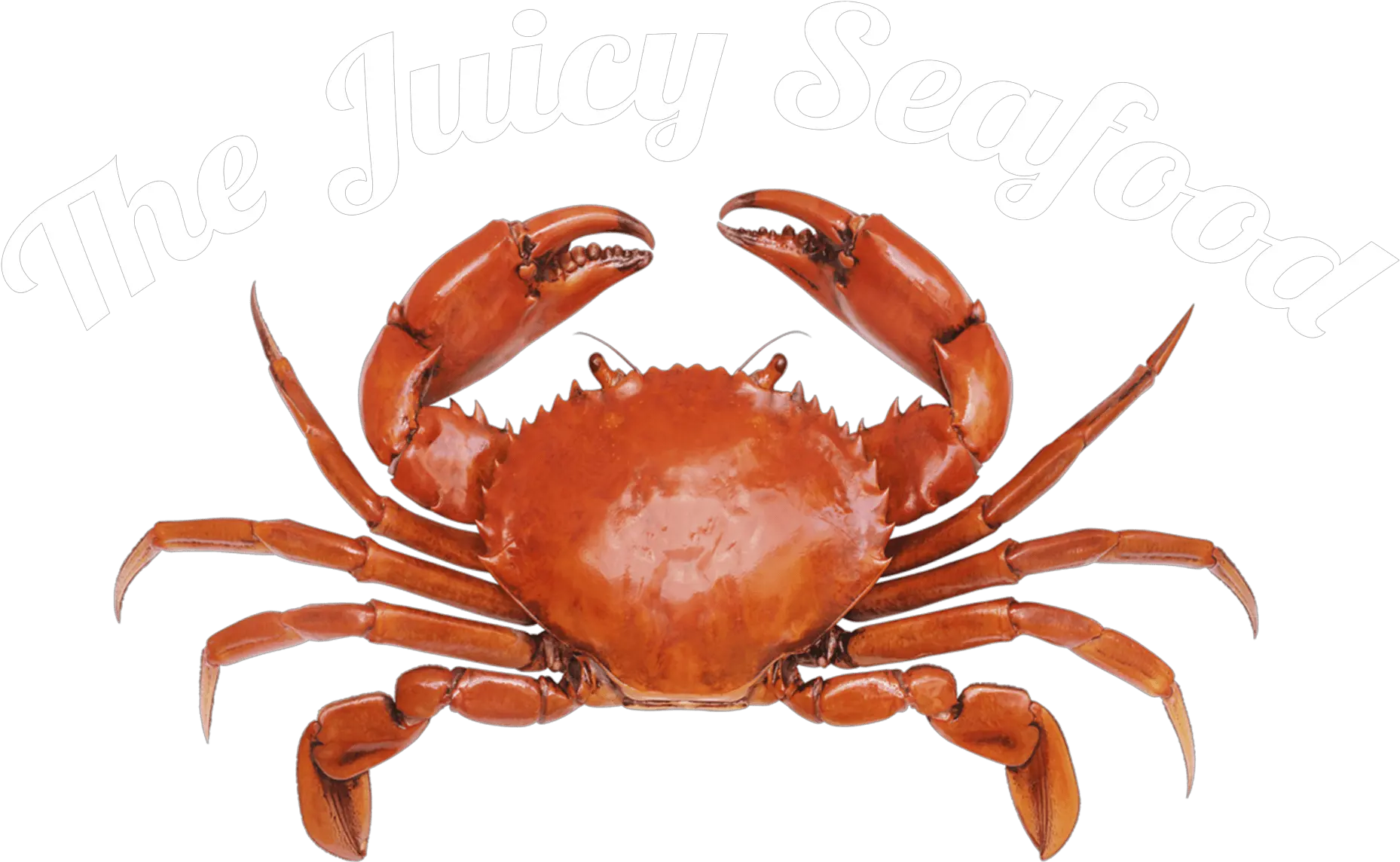 Transparent Crab Baby Png Seafood Png Crab Transparent Background