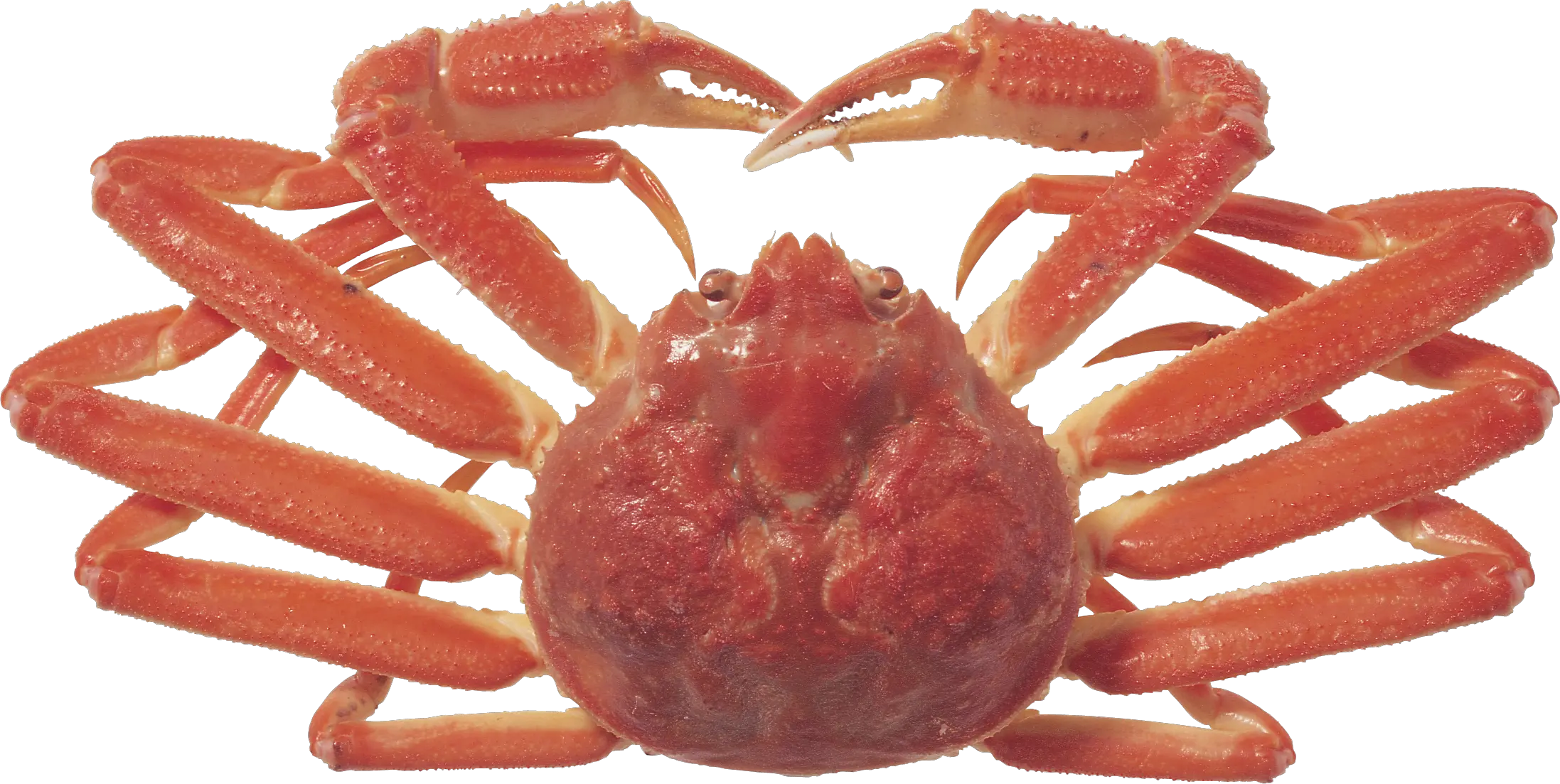 Crab Png Transparent Background