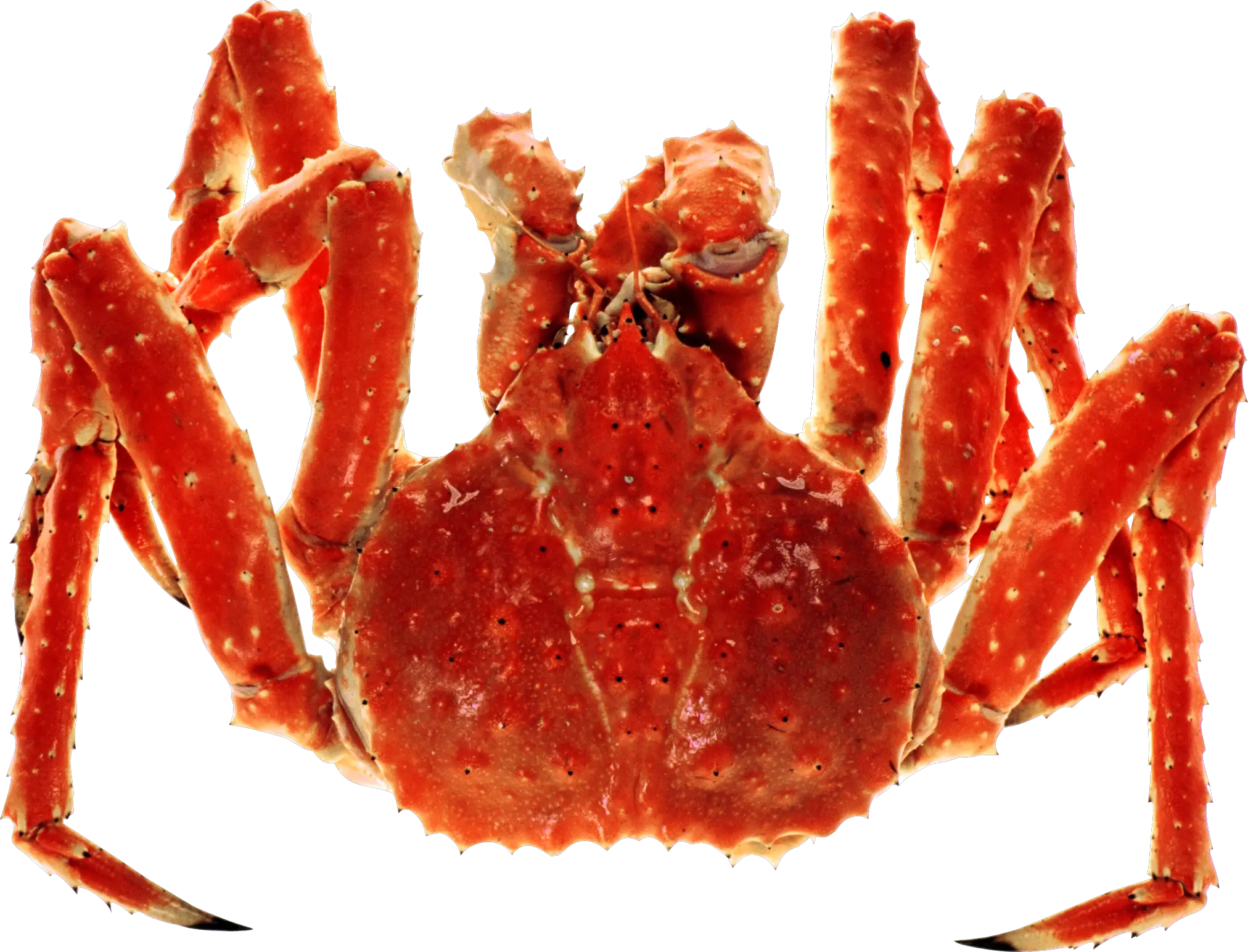 Crab Png Transparent Background Images For Free Download 1