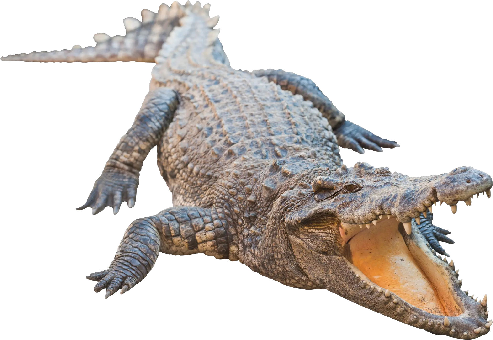 Real Alligator Transparent Image Alligator Png Alligator Transparent Background