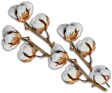 Cotton Png Images Free Download Raw Cotton Transparent Background Cotton Png