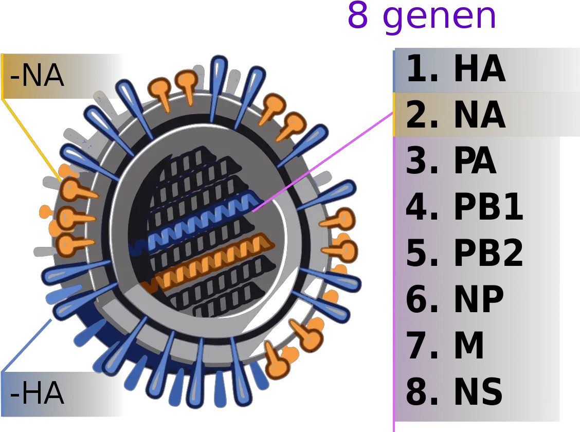 File2009 H1n1 Influenza Virus Genetic Numnlsvg Influenza Vaccine Egg Png Flu Icon