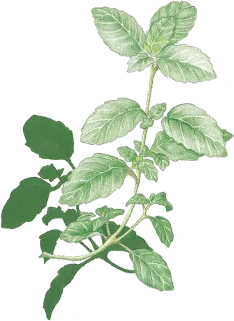 Mint Flower Transparent Png Clipart Floribunda Mint Transparent