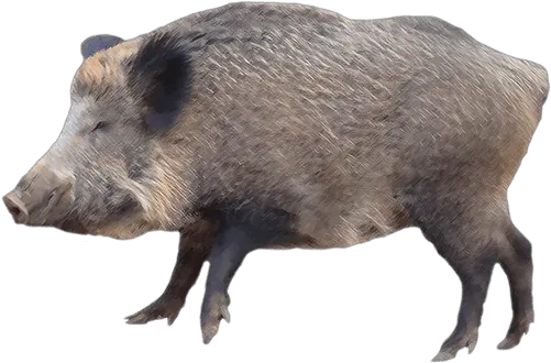 Download Free Png Wild Hog Transparent Wild Boar Png Hog Png