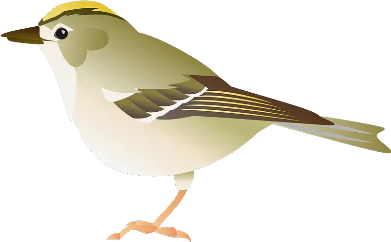 Goldcrest Bird Clipart Free Download Transparent Png Sparrow Bird Clipart Png