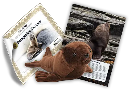 Super Sea Steller Sea Lion Png Sea Lion Png