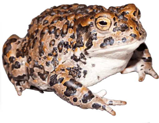 Publications U2013 Paul Maier Research Yosemite Toad Png Toad Transparent