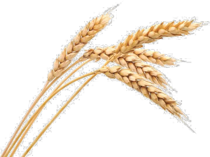 Wheat Png Image Arts Ears Of Wheat Png Wheat Transparent Background