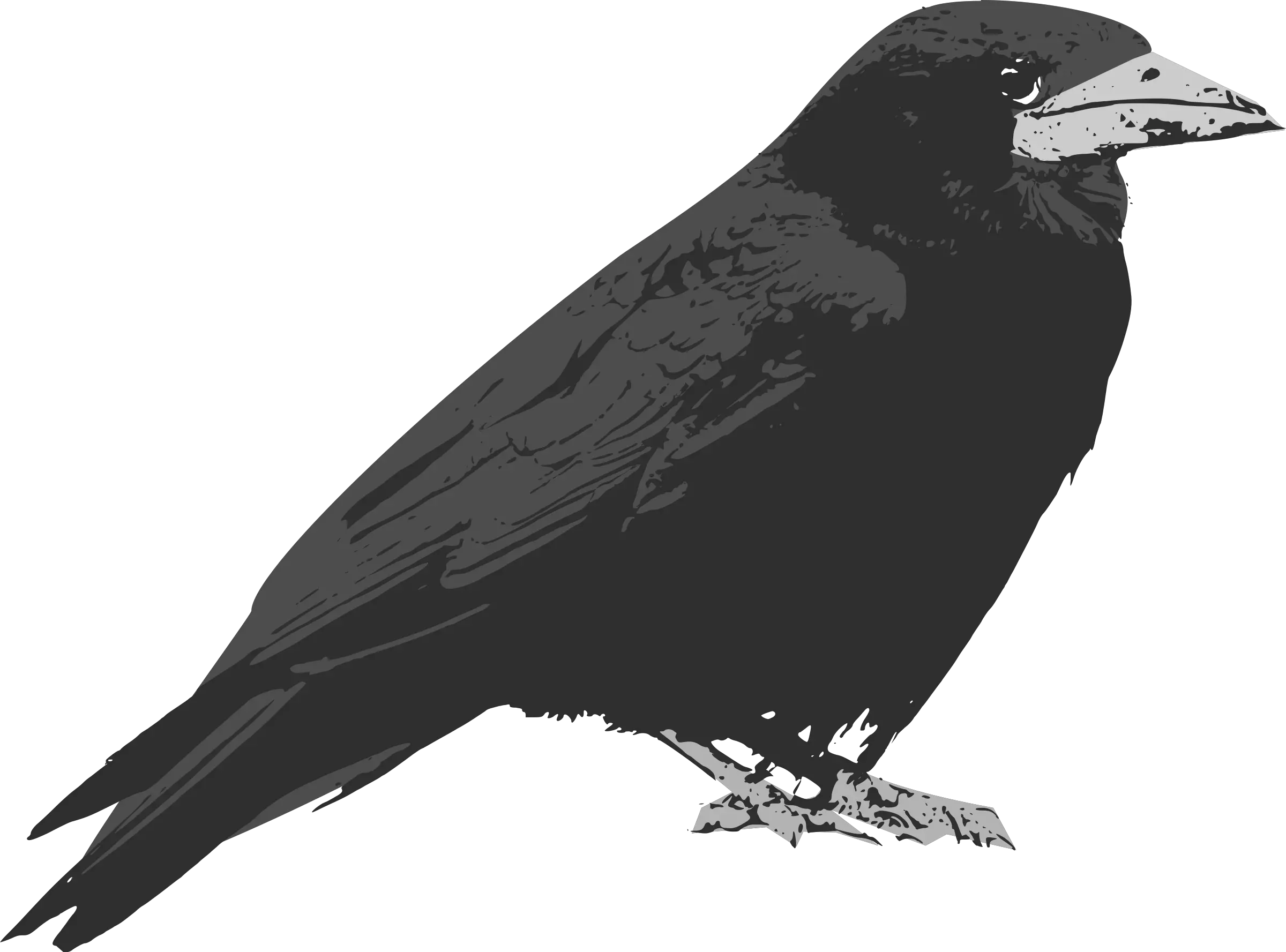 Raven Bird Vector Clip Art Cartoon Raven Png Raven Silhouette Png