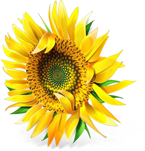 Messenger Icon 512x512px Ico Png Icns Free Download Sunflower Png Messenger Icon Png