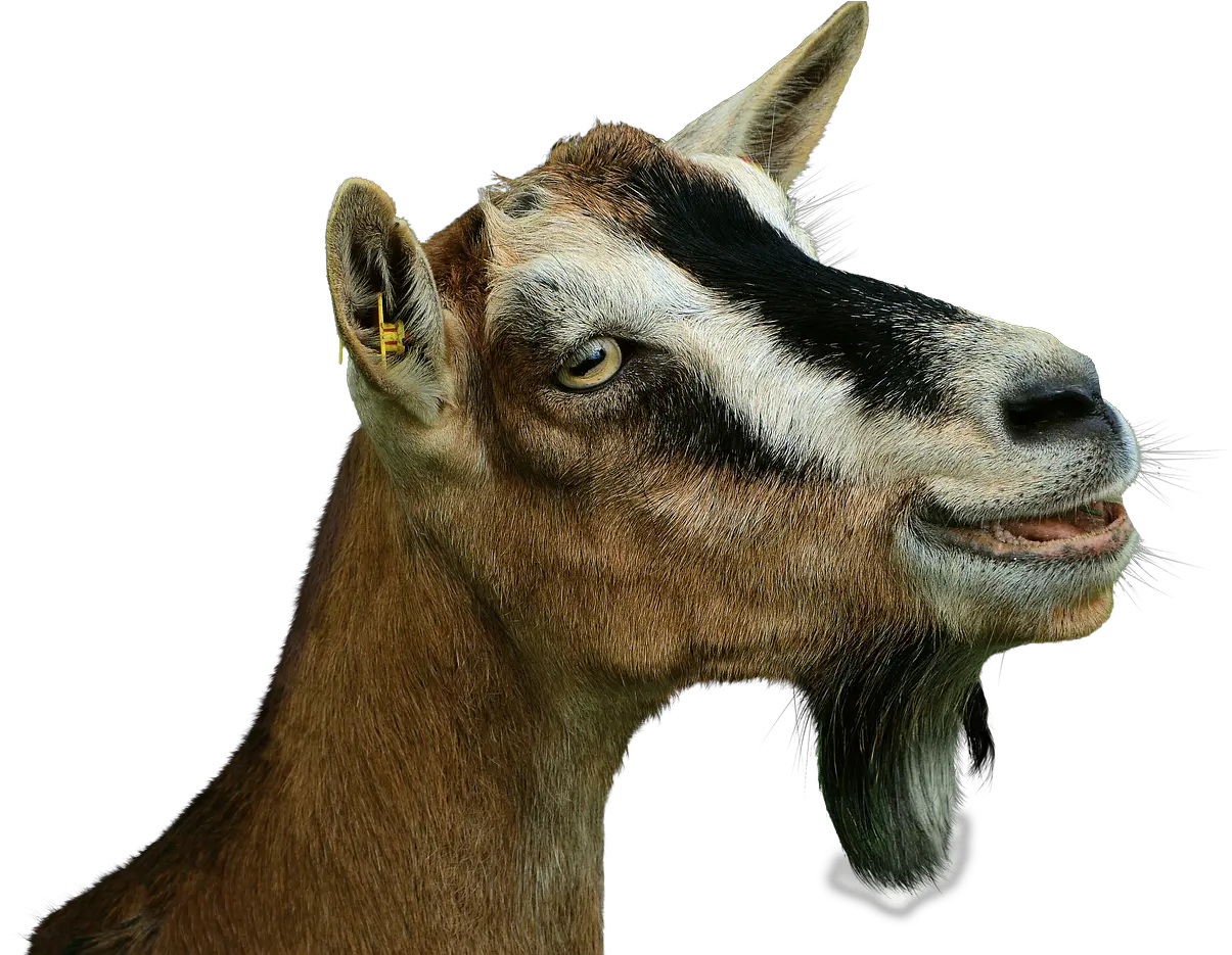 Prima Donna Goat Isolated Free Photo On Pixabay Goat Head Transparent Png Goat Png