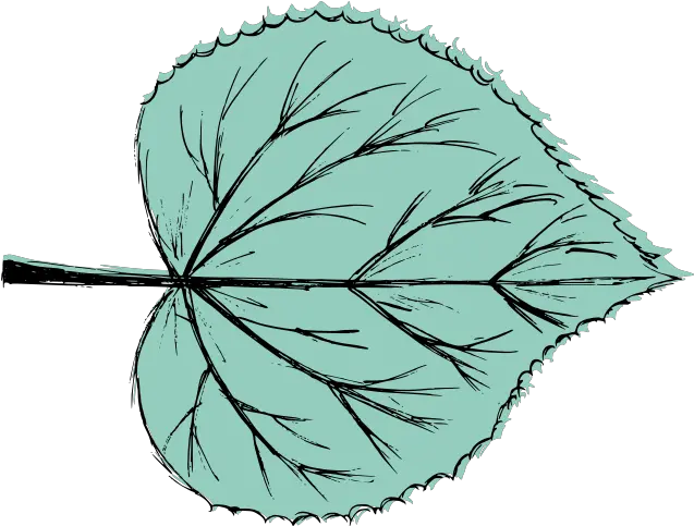 Leaf Drawing Vector Svg Png Leaf Drawing Transparent 0 Png