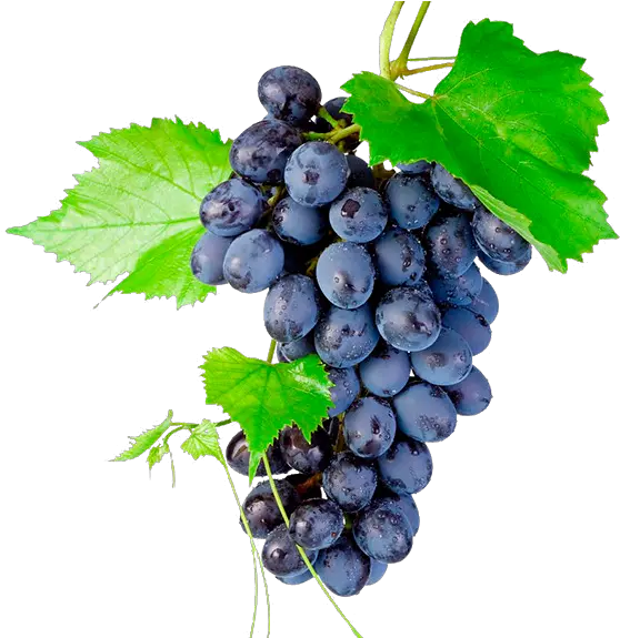 Download Grapes Png Transparent Bunch Of Grapes Png Grapes Transparent Background