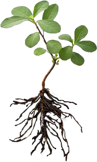 Download Plant With Roots Png Plants With Roots Png Roots Png