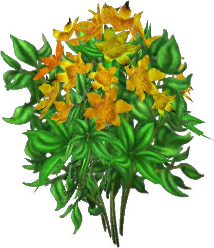 Desert Marigold Lily Family Png Marigold Png