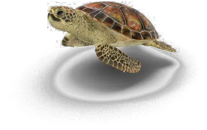 Turtle Png Picture Transparent Background Turtle Transparent Turtle Png