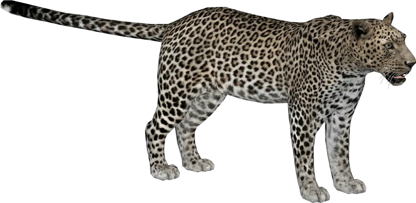 Arabian Leopard The Zt2 Round Table Leopard Zoo Tycoon 2 Png Leopard Png