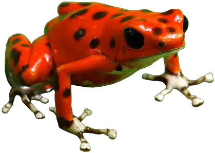 Poison Dart Frog Png Free Download Poison Dart Frog Png Poison Png