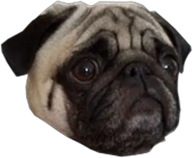 Pug Face Roblox 700371 Png Images Pngio Pug Pug Png