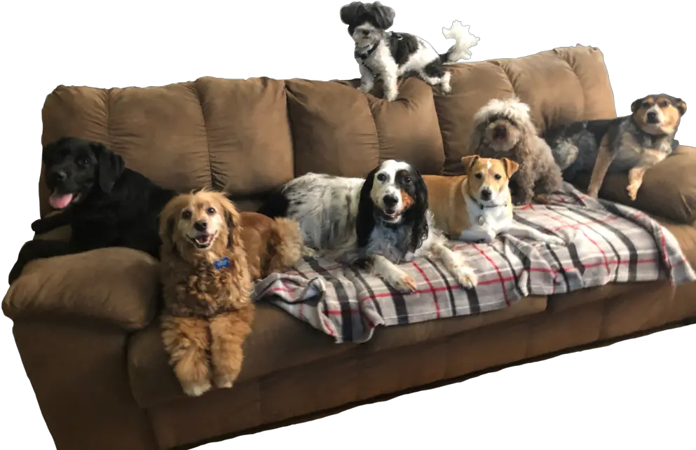 Dog Daycare Boarding And Walks U2014 215 Pet Care Cocker Spaniel Png Couch Png