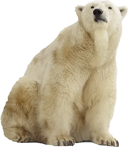 Polar Bear Png Background