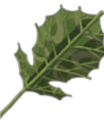 Korok Leaf Zeldapedia Fandom Black Oak Png Holly Leaves Png