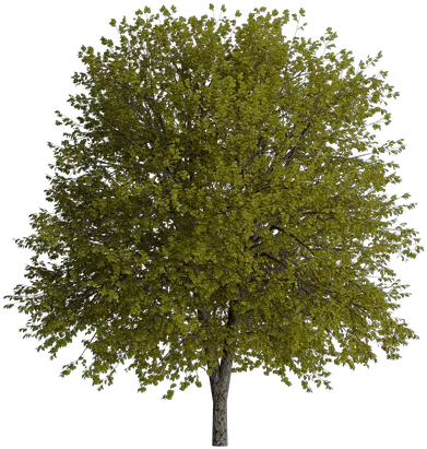 Tree Nature Natural Transparent River Birch Png Nature Transparent