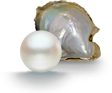 Pearl Png Pearls Transparent Background