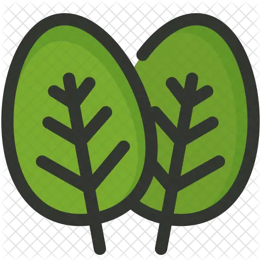 Spinach Icon Of Colored Outline Style Spinach Icon Png Spinach Png
