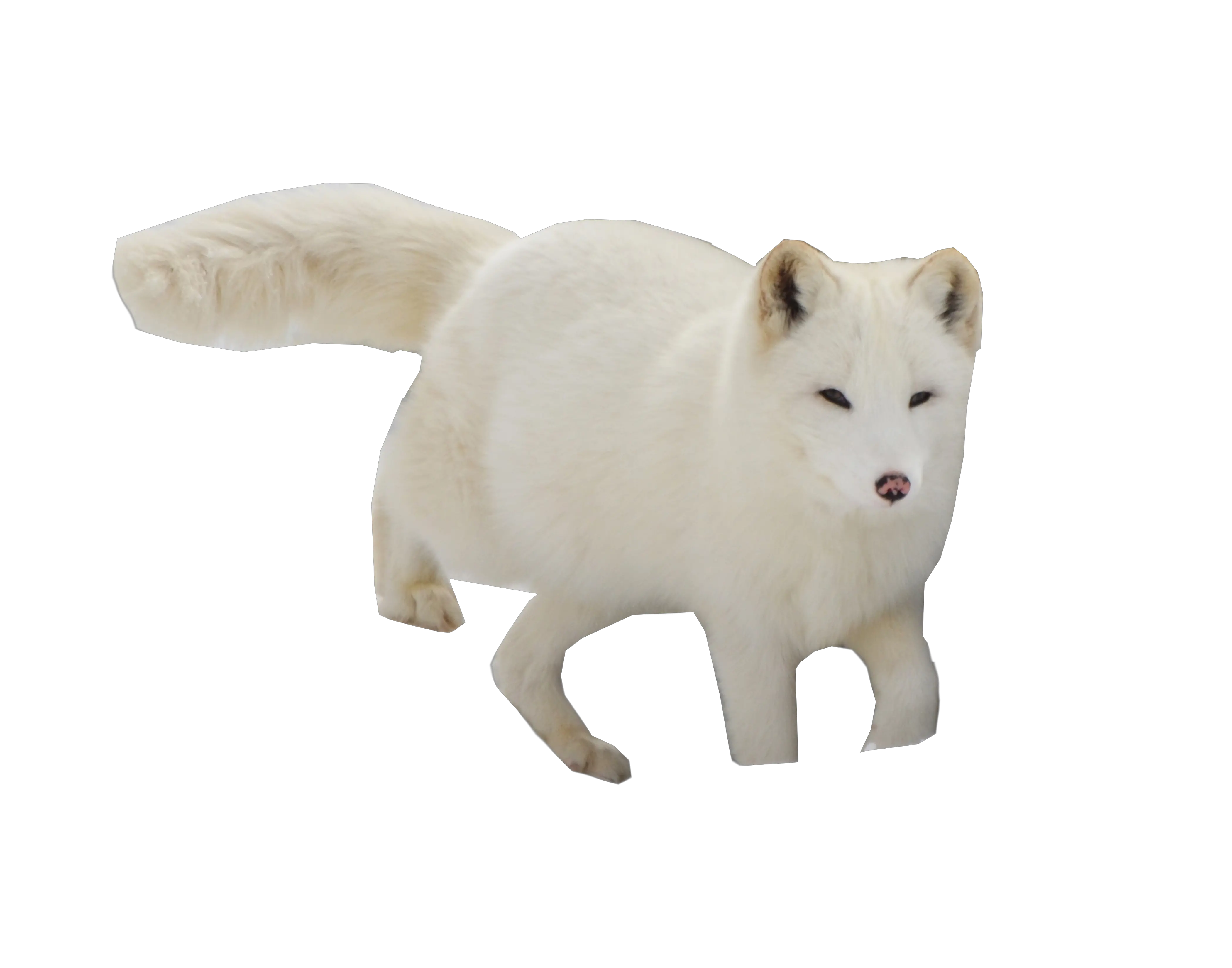 Download Hd Arctic Snow Fox Png Image Snow Fox Transparent Arctic Fox Png