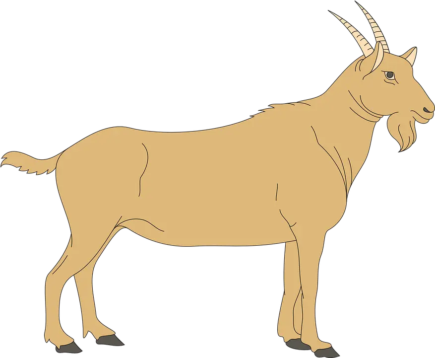 Male Clipart Goat Digestive System Of A Goat Png Goat Png