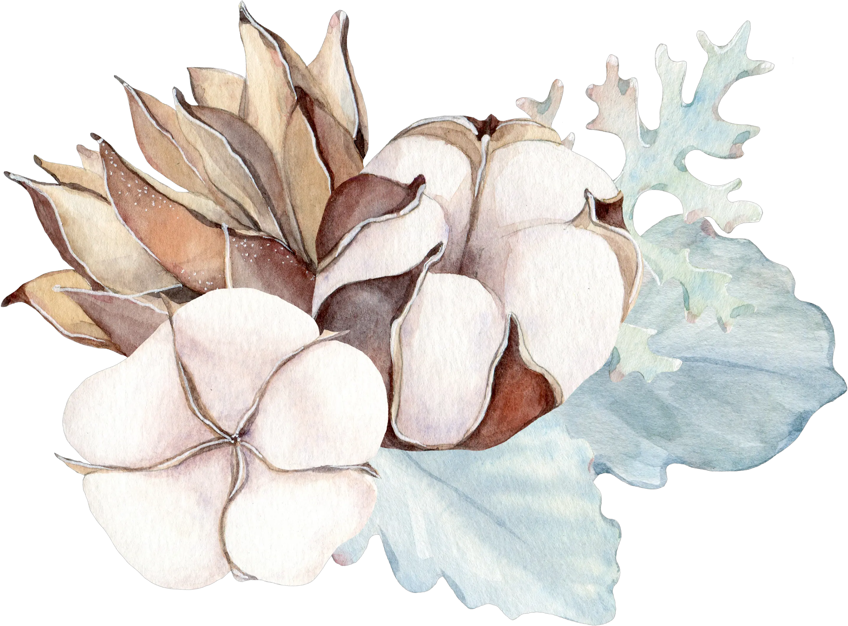 Watercolor Illustration Cotton Flower Plant Water Color Png Cotton Png