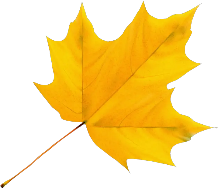Album Yellow Leaf Clipart Png Download Full Size Tobacco Leaf Png