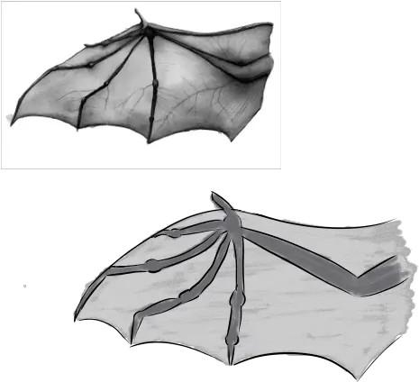 P Bat Wing Practice By Rustyace Fur Affinity Dot Net Bats Png Bat Wing Png