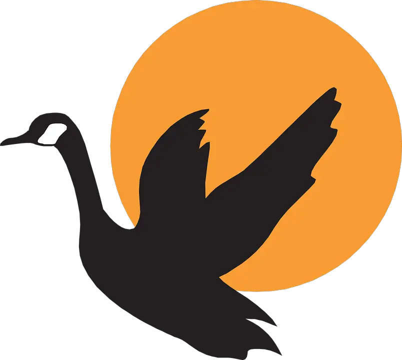 Free Download Of Goose Icon Clipart Flying Swan Vector Png Goose Png